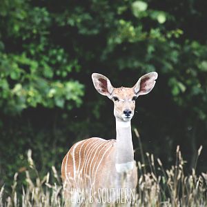 Lesser Kudu