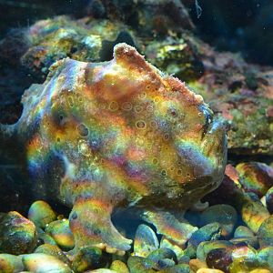Commerson's frogfish (Antennarius commerson)