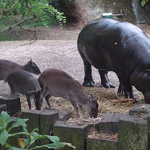 Western pygmy hippopotamus (Choeropsis liberiensis liberiensis) and Blue duikers (Philantomba monticola), 2006-07-25