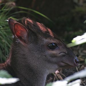 Congo blue duiker (Philantomba monticola congica), 2008-07-22