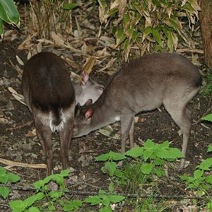 Congo blue duikers (Philantomba monticola congica), 2008-07-22