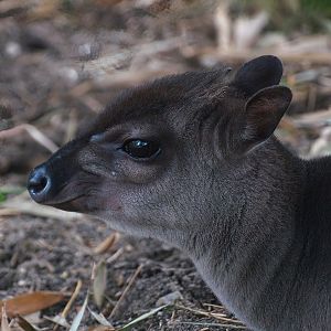 Congo blue duiker (Philantomba monticola congica), 2008-07-22