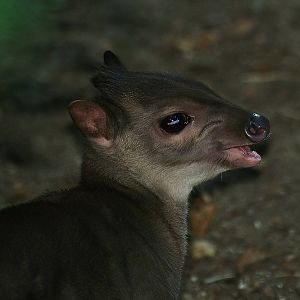 Congo blue duiker (Philantomba monticola congica), 2013-09-29
