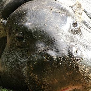 Western pygmy hippopotamus (Choeropsis liberiensis liberiensis), 2008-07-22