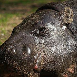 Western pygmy hippopotamus (Choeropsis liberiensis liberiensis), 2008-07-22