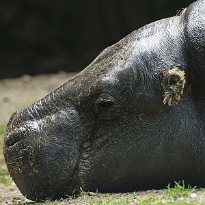 Western pygmy hippopotamus (Choeropsis liberiensis liberiensis), 2008-07-22