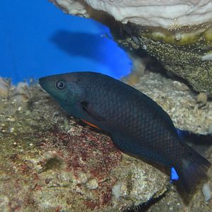 Orangefin wrasse (Halichoeres melanochir)