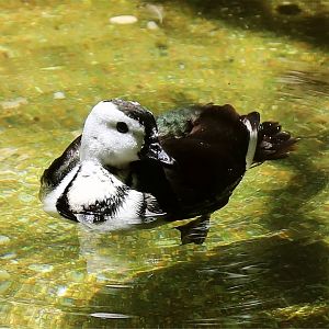 Cotton Pygmy-goose (Nettapus coromandelianus)