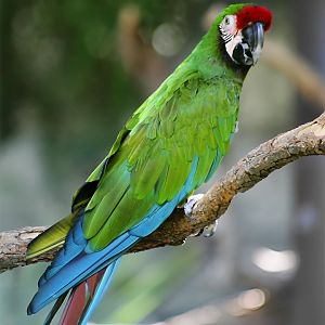 Military Macaw, May 2018