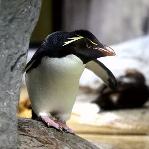 Southern Rockhopper Penguin (Eudyptes chrysocome)