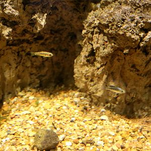 Pecos Pupfish (Cyprinodon pecosensis) Tank