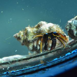 Morgan's hermit crab (Calcinus morgani)