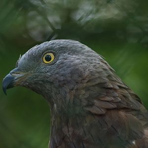 Western honey buzzard (Pernis apivorus), 2014-09-07