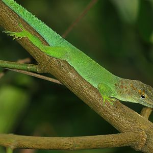 Guadeloupean anole (Anolis marmoratus), 2013-09-29