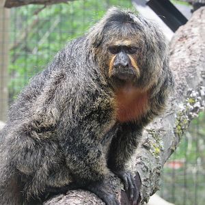 White-faced Saki female, Zoo Central