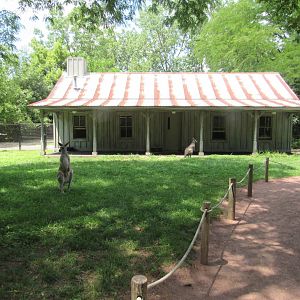 Eastern Gray Kangaroo walkthrough Exhibit, Australian Adventure