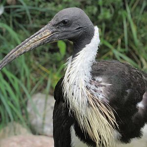 Straw-necked Ibis, Australian Adventure