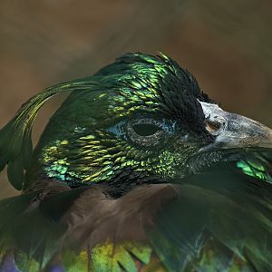 Himalayan monal (Lophophorus impejanus), 2008-07-22