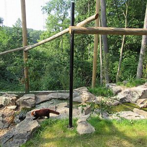 Red Panda Exhibit, Red Panda Ridge (New in 2023)