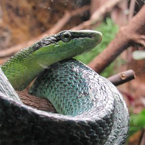 Red-tailed Green Rat Snake, Indonesian Rainforest