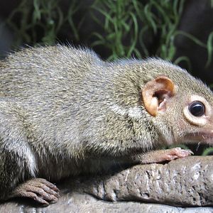 Northern Tree Shrew, Indonesian Rainforest