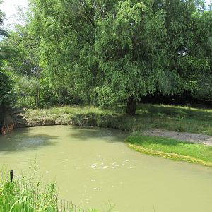 Sitatunga Exhibit, African Journey