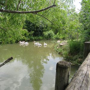 Great White Pelican Exhibit, African Journey
