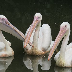 Great White Pelicans, African Journey