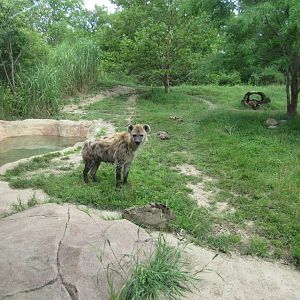 Spotted Hyena Exhibit, African Journey
