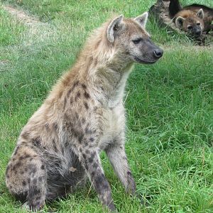 Spotted Hyenas, African Journey