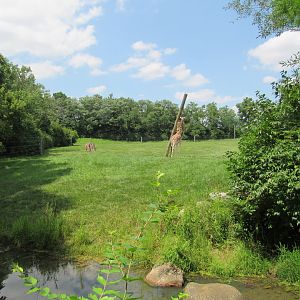 Giraffe Exhibit (Left side), African Journey