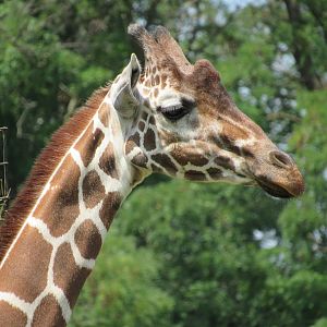 Reticulated Giraffe, African Journey