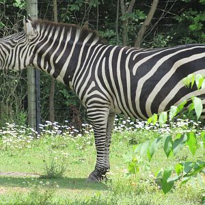 Plains Zebra, African Journey