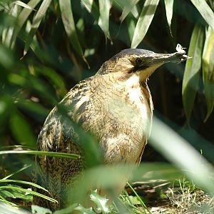Eurasian bittern (Botaurus stellaris), 2008-07-22