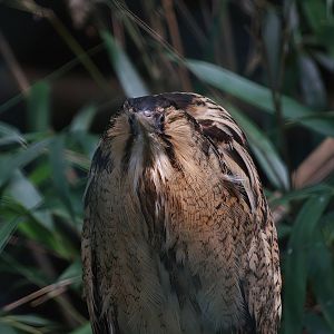 Eurasian bittern (Botaurus stellaris), 2008-07-22