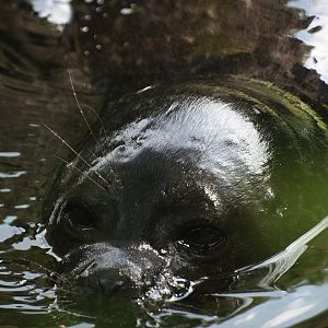 Ringed seal (Pusa hispida), 2008-07-22
