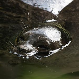 Ringed seal (Pusa hispida), 2008-07-22