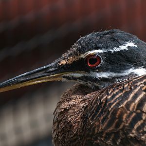 Sunbittern (Eurypygia helias), 2008-07-22