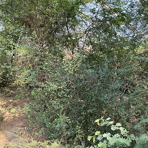 Desert- View of plants 6.7.23