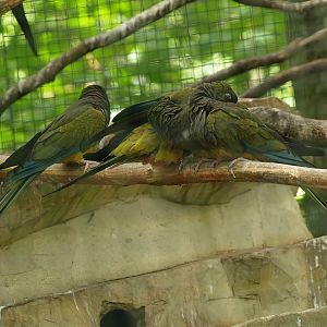 Burrowing parrots/Patagonian conures (Cyanoliseus patagonus), 2010-07-24