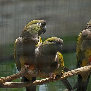 Burrowing parrots/Patagonian conures (Cyanoliseus patagonus), 2008-07-22