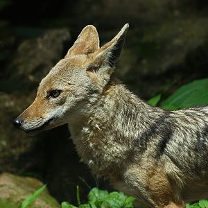 European golden jackal (Canis aureus moreotica), 2008-07-22