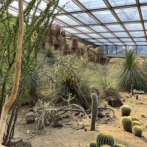 Desert- View of plants 6.7.23