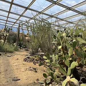 Desert- View of plants 6.7.23