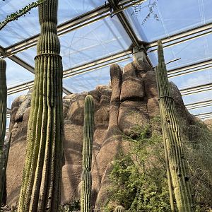 Desert- View of cacti 6.7.23