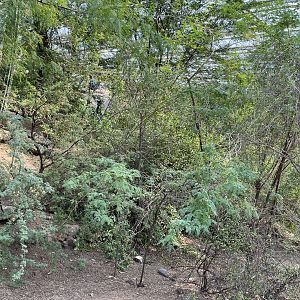 Desert- view of plants 6.7.23