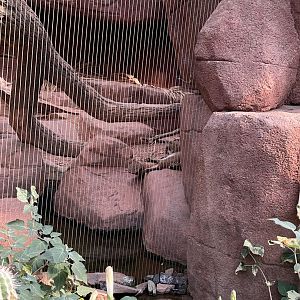 Desert- Bobcat 6.7.23