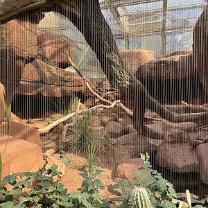 Desert- Bobcat enclosure 6.7.23