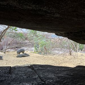 Desert- Prairie dog, North American Porcupine and Collared Peccary enclosure 6.7.23