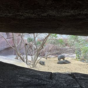 Desert- Prairie dog, North American Porcupine and Collared Peccary enclosure 6.7.23